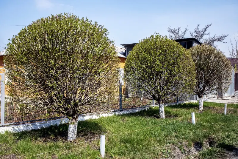 Warum Kugel trompetenbaum eine ideale Wahl für Ihren Garten ist